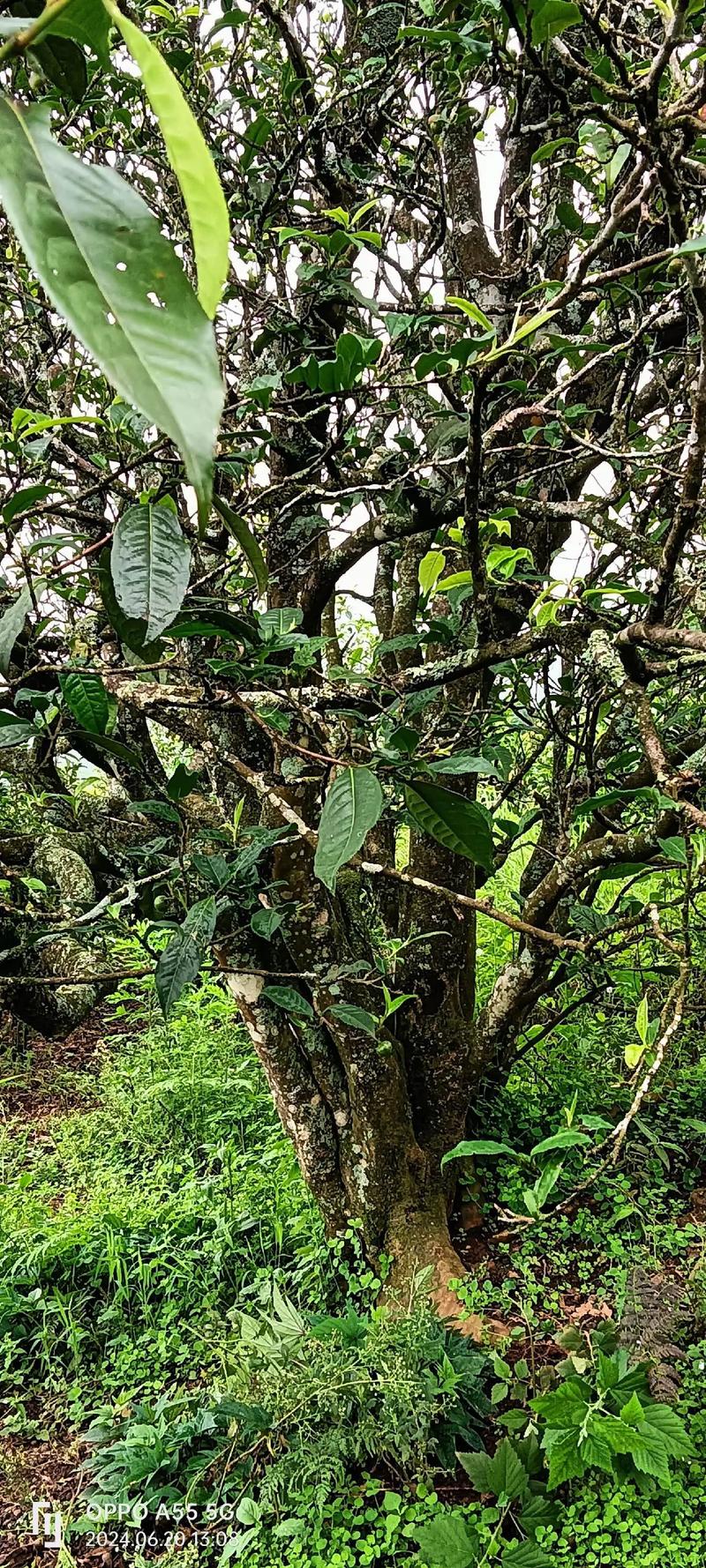 普洱茶批发：避开这些误区，才能真正尝到真味