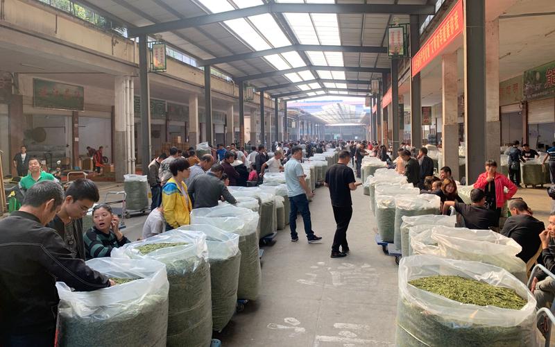 普洱生茶的魅力与价值：从初尝到回味无穷