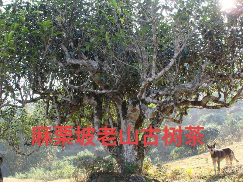 探寻滇红茶的美妙滋味：从选茶到泡饮的小贴士